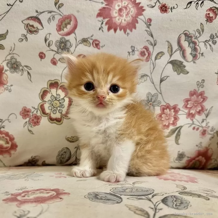 ID：2409-01107の子猫