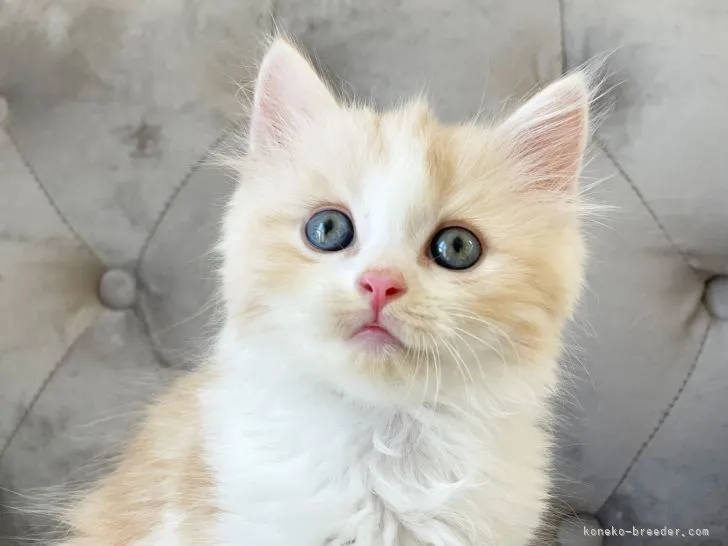 ID：2107-02540の子猫