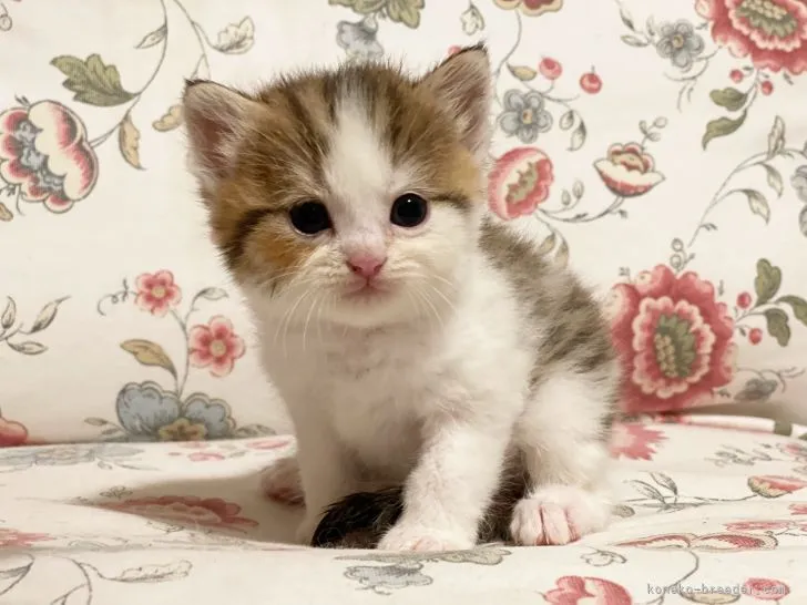 ID：2108-00559の子猫
