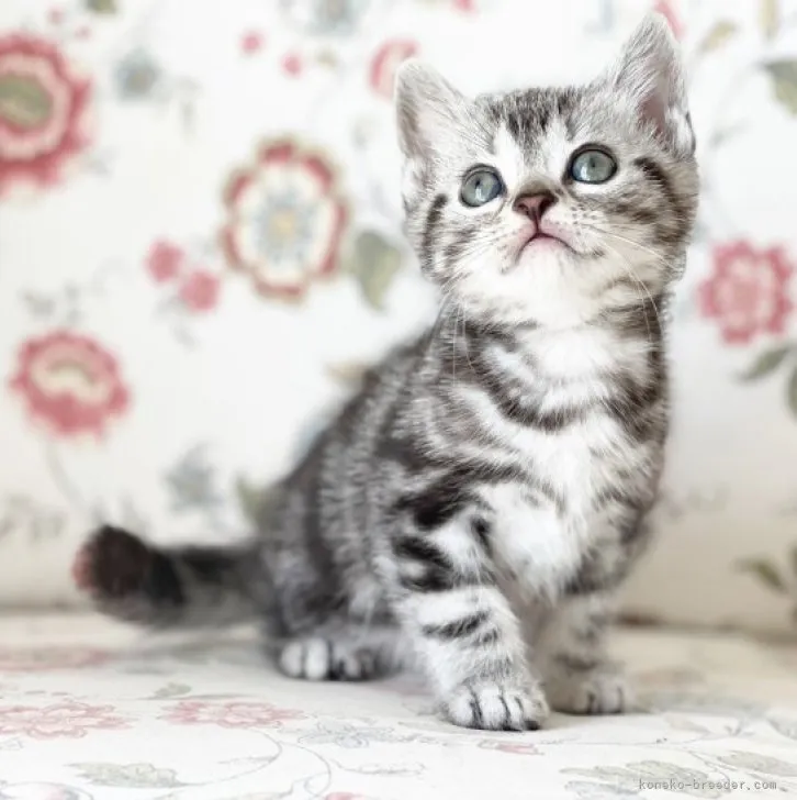 ID：2303-01456の子猫