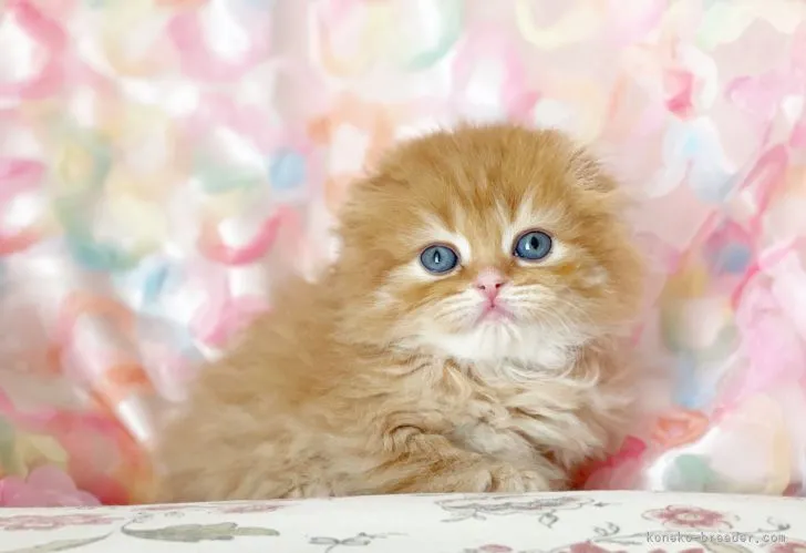 ID:2204-00586の子猫