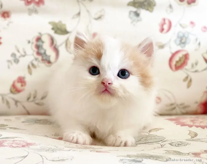 ID：2112-00588の子猫