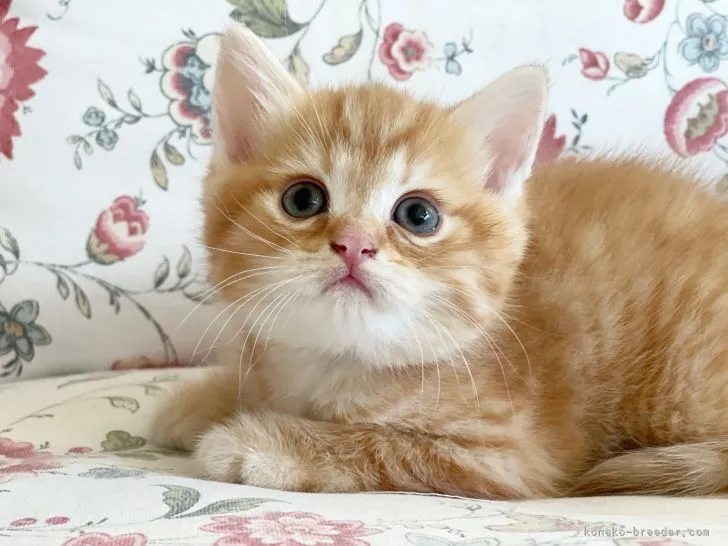 ID：2109-02151の子猫