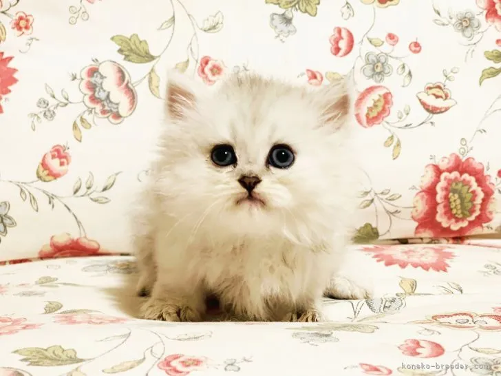 ID：2108-00294の子猫