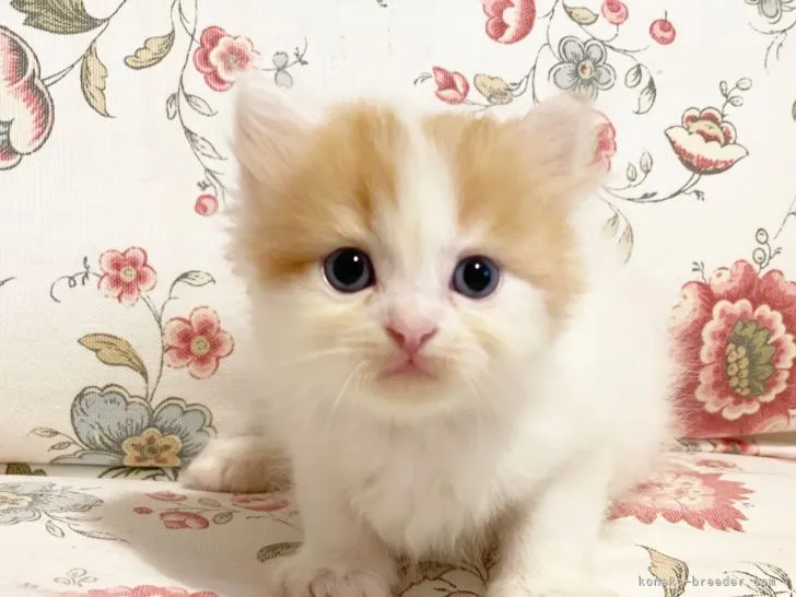 ID：2108-00658の子猫