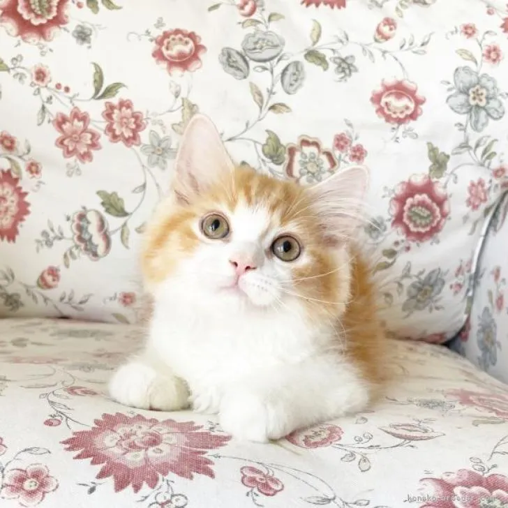 ID：2207-03216の子猫