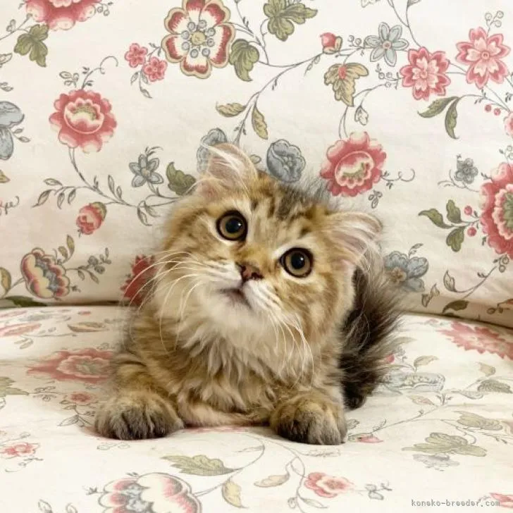 ID：2210-01645の子猫