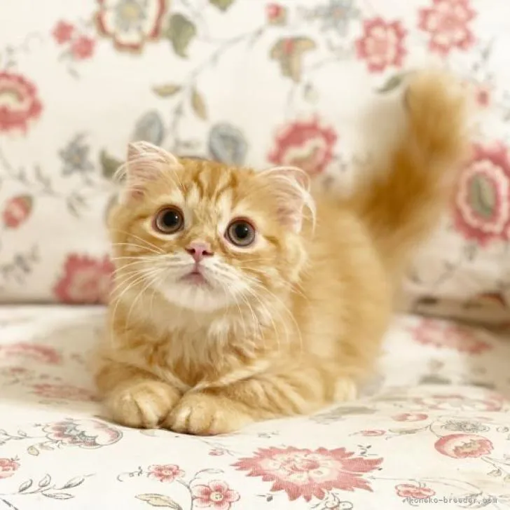 ID:2210-01657の子猫