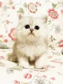 ペルシャ(チンチラ)【千葉県・女の子・2021年6月21日・シェーテッドシルバー】の写真1