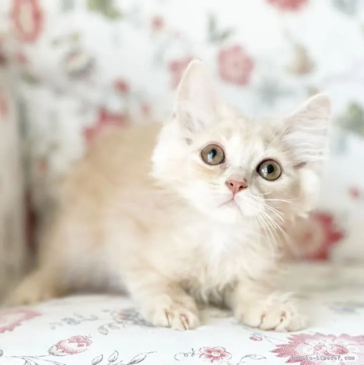 ID：2207-03213の子猫