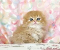 スコティッシュフォールド(折れ耳)【千葉県・女の子・2022年3月1日・レッドタビー&ホワイト】の写真3