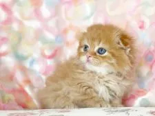 スコティッシュフォールド(折れ耳)【千葉県・女の子・2022年3月1日・レッドタビー&ホワイト】の写真4