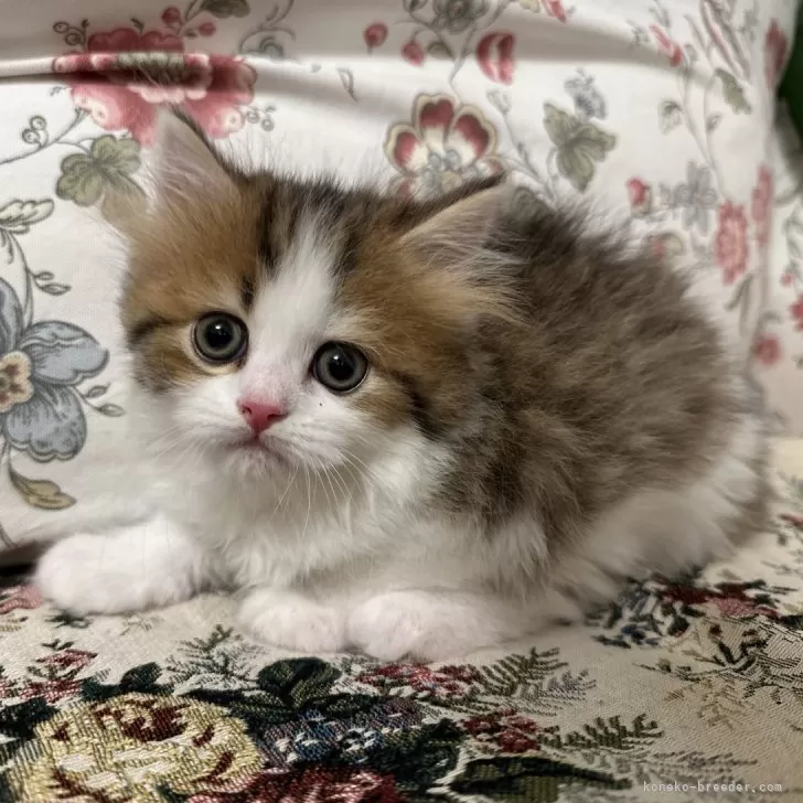 ID:2502-02290の子猫