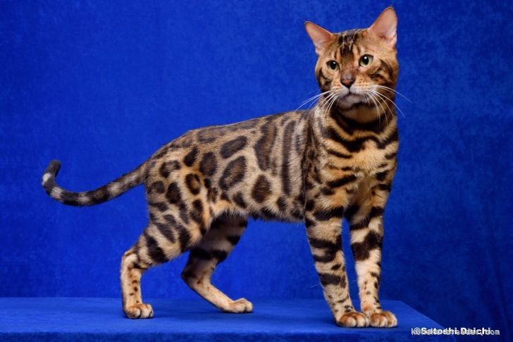 ベンガル【・男の子・2020年5月25日・ブラウンスポテッドタビー】「☆TICAチャンピオン☆穏やかで甘えん坊でちょっとヌケてる男の子です(●︎´艸`)ﾑﾌﾌ」