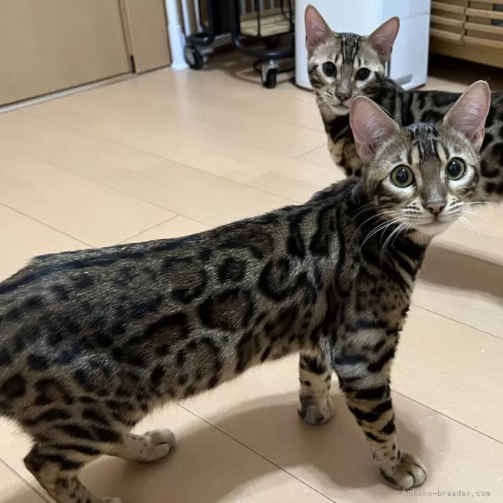 ID：2404-02149の子猫