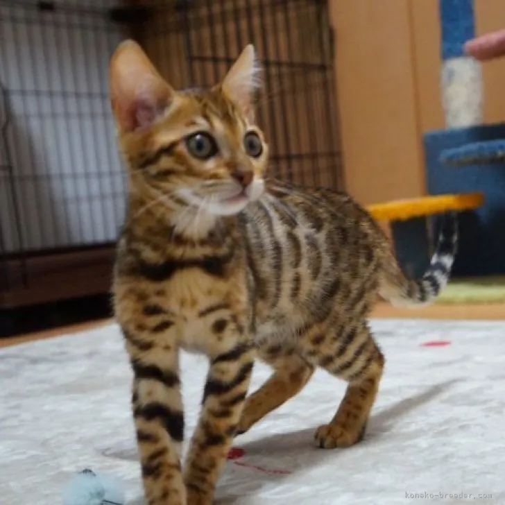 クレオ 様のお迎えした子猫