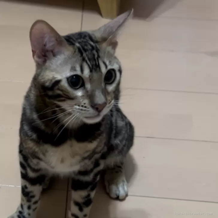 ID:2404-02148の子猫
