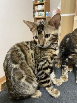 ベンガル【大阪府・女の子・2021年5月9日・ブラウンスポテットタビー（ツヤツヤツルツル）】の写真「ビックロゼットのめちゃくちゃ可愛い女の子です！！」