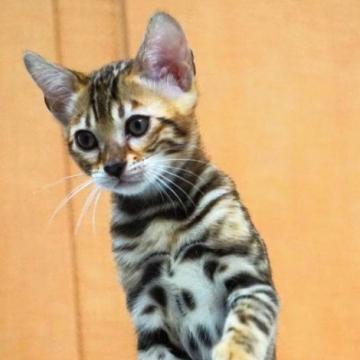 ベンガル【大阪府・女の子・2022年4月21日・ブラウンスポテットタビー（ツルツル）】の写真「激カワ‼️美猫❤️ツンツン多めツンデレちゃん」