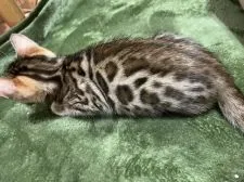 ベンガル【大阪府・女の子・2021年10月9日・ブラウンスポテットタビー】の写真4