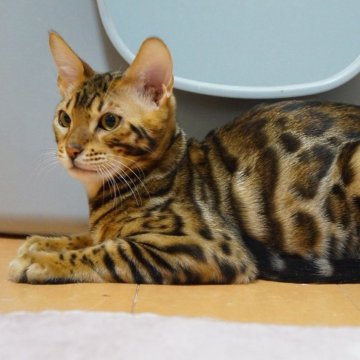 ベンガル【大阪府・男の子・2024年10月12日・ブラウンスポテットタビー（ツルツルツヤツヤ）】の写真「性格◎男前イケメンくん(●︎´艸`)ﾑﾌﾌ」