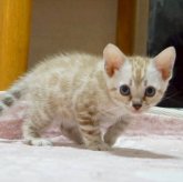ベンガル