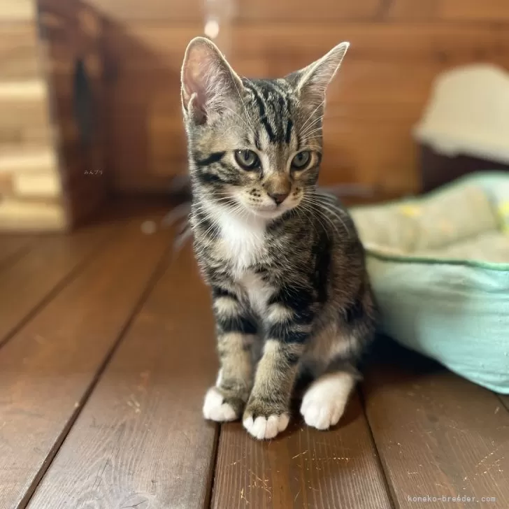 ID：2407-00409の子猫