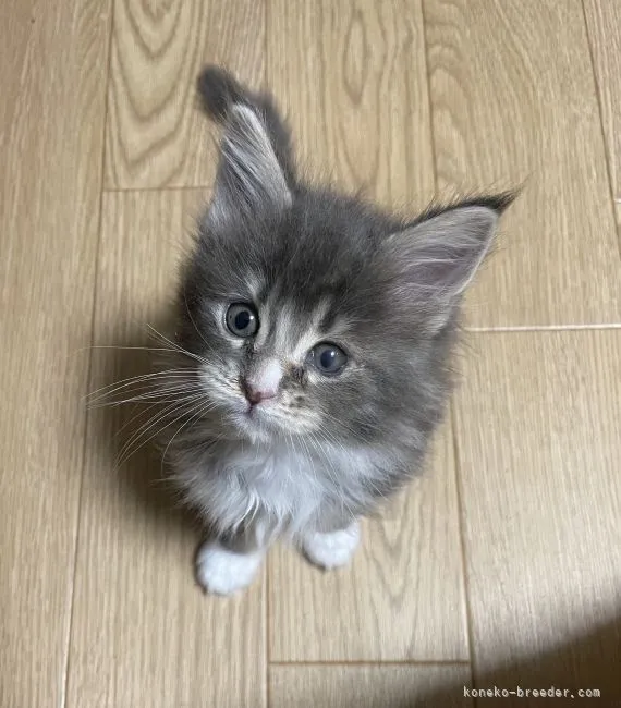 ID：2202-00129の子猫
