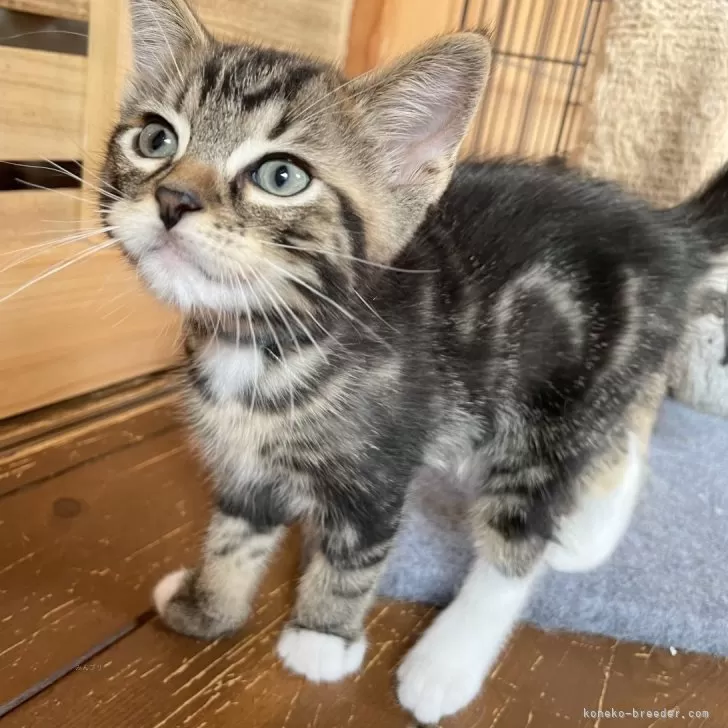 ID:2407-00379の子猫