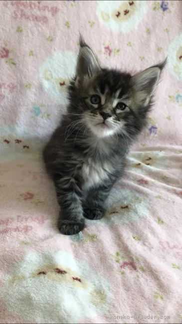 ID：2005-01010の子猫