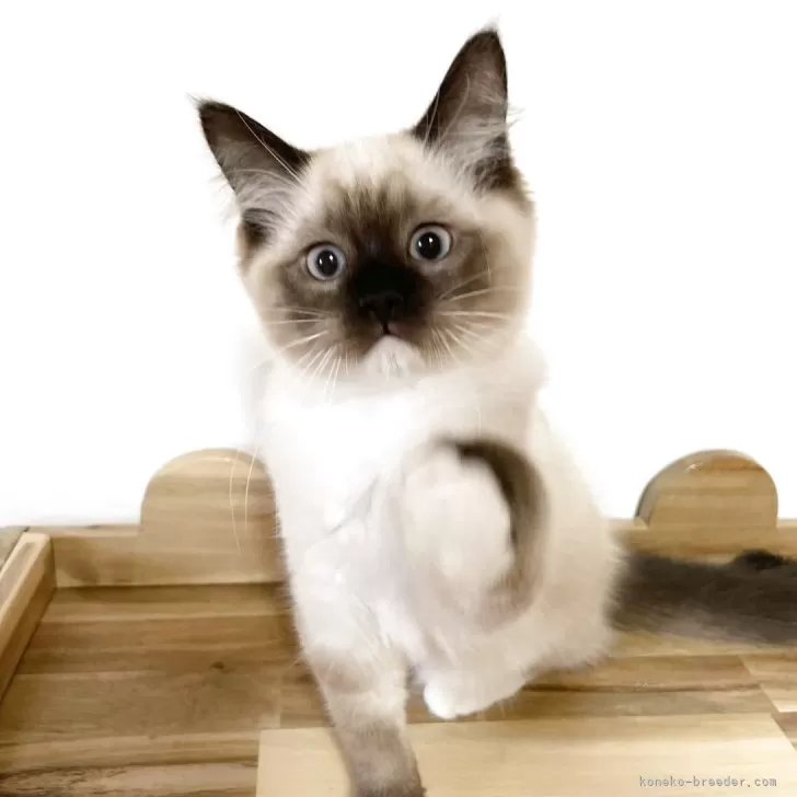 ID:2503-02729の子猫
