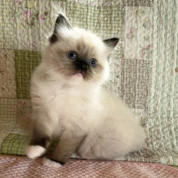 ラグドール【広島県・男の子・2025年10月26日・シールポイントミテッド】の写真「可愛いお顔とソックス柄のあんよ✧*｡」