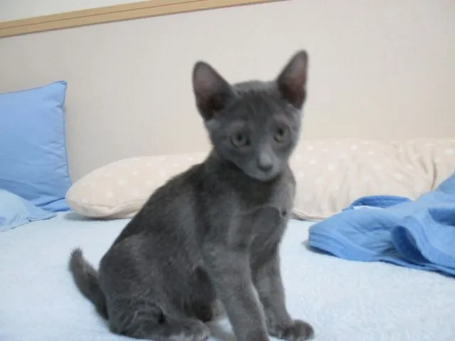 ID：1409-00064の子猫