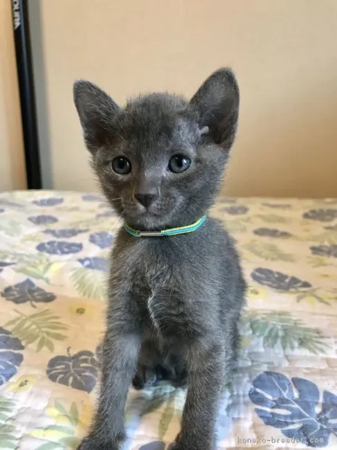 わんタマ 様のお迎えした子猫