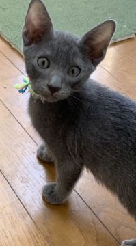 コラット【栃木県・男の子・2020年7月7日・シルバーチップドブルー（シングルコート）】の写真「とても元気な男の子です。」