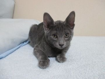 コラット【栃木県・女の子・2014年12月4日・グレー系（シルバーティップドブルー）】の写真「」