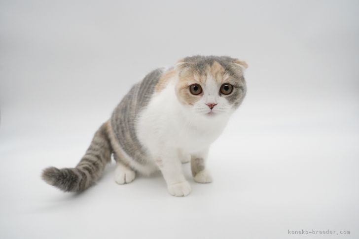 ママ猫｜五木田　利奈(ごきた　りな)ブリーダー(東京都・マンチカンなど・ＣＴＳ登録)の紹介写真3