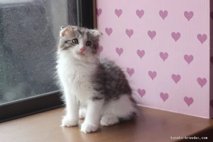 ID：1703-00703の子猫