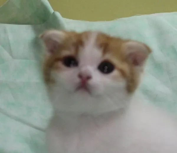 ID：1411-00034の子猫