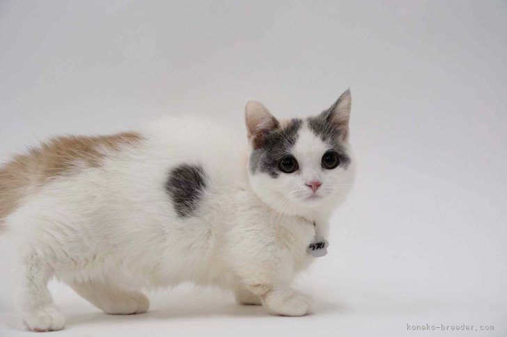 マンチカン【・女の子・2023年12月24日・ダイリュートキャリコ】