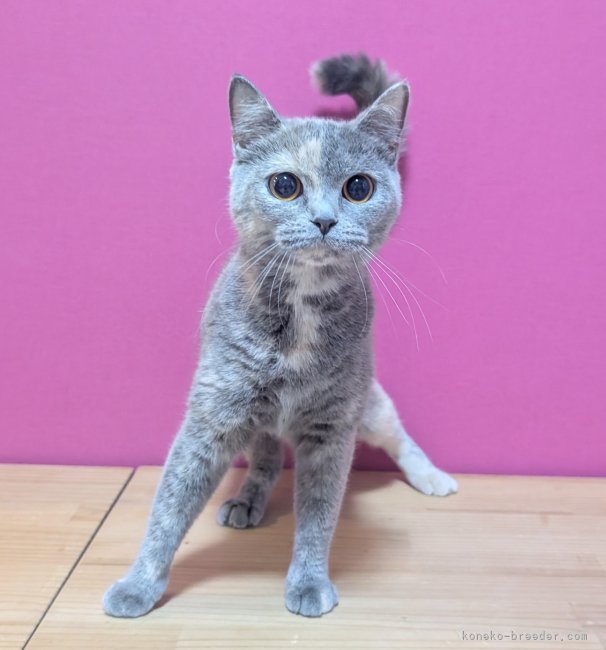 マンチカン【・女の子・2024年8月10日・ブルークリーム】