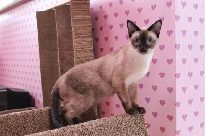ID:1504-00481の子猫
