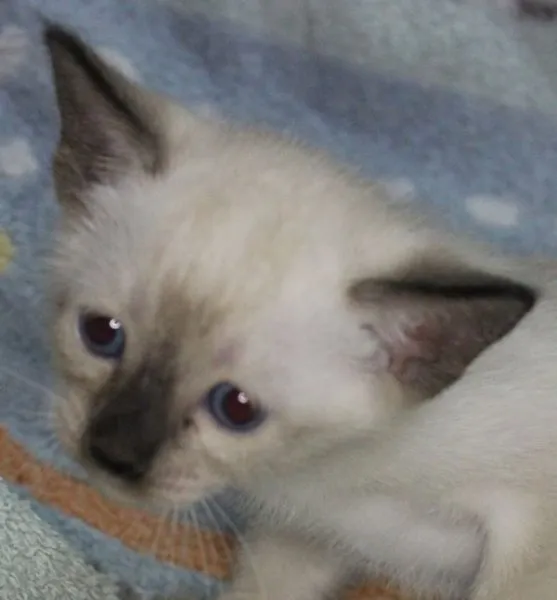 ID：1412-00035の子猫