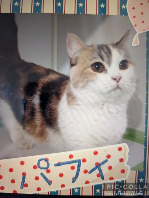 マンチカン【・女の子・2023年4月15日・ダイリュートキャリコ】