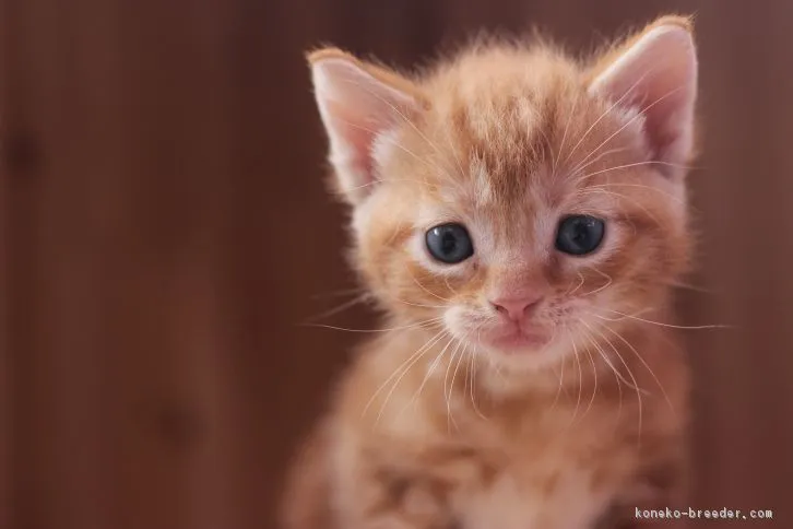 ID:1606-00173の子猫