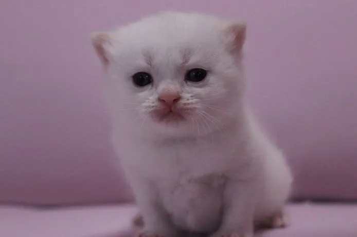 ID：1503-00310の子猫