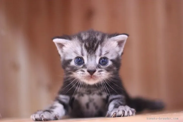 ID：1609-00569の子猫