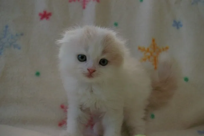 ID：1409-00239の子猫