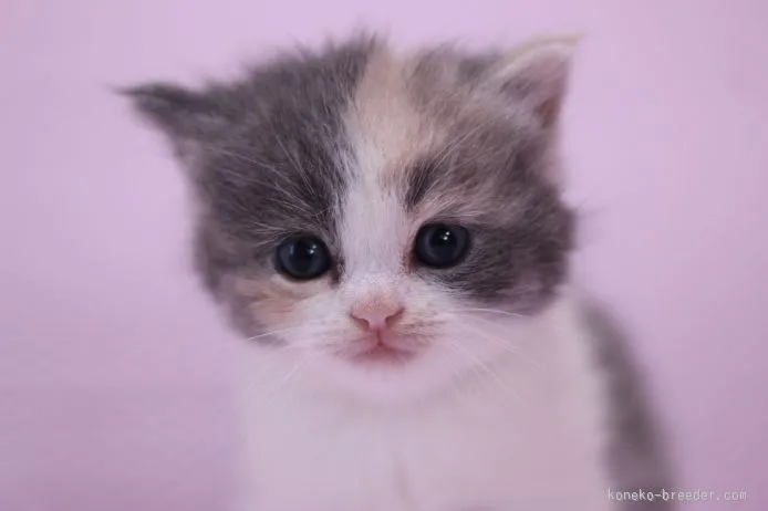 ID:1510-00395の子猫