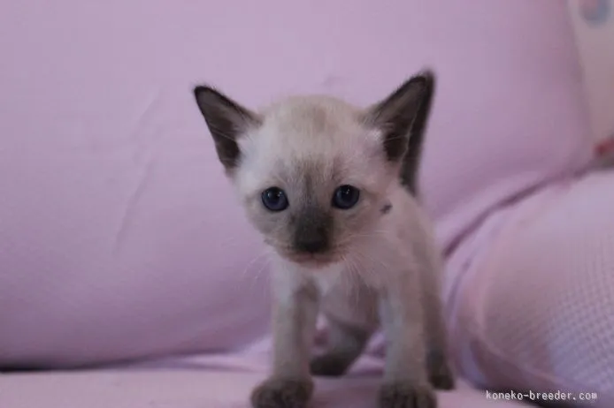 ID：1507-00286の子猫